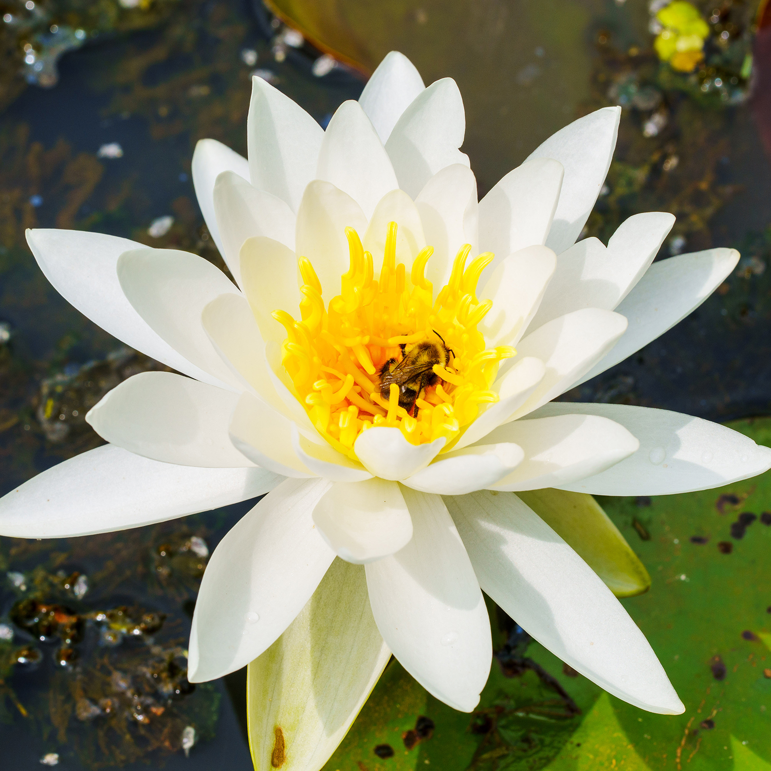 White Water Lily